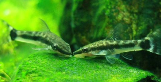 鱼缸的水混应该如何处理？水混应该如何改善