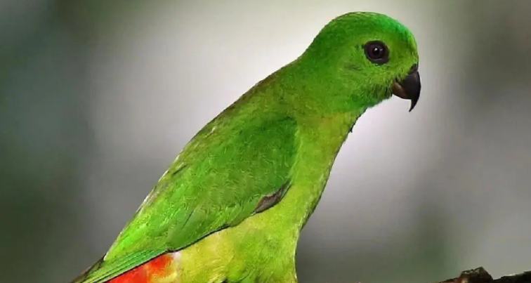 黄翼蓝顶亚马逊鹦鹉寿命多长，得看你怎么养