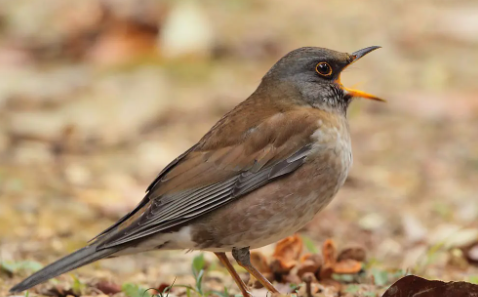 一文为你解答褐背蚁鸫的饲养秘诀？