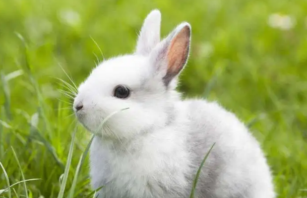 侏儒海棠兔怕冷吗?来了解看看吧 侏儒海棠兔怕冷吗?来了解看看吧