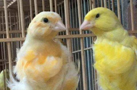 黄玉鸟怎么分公母？教你几招轻松辨别！