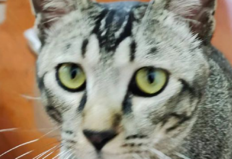 猫咪吃猫草的好处有哪些？