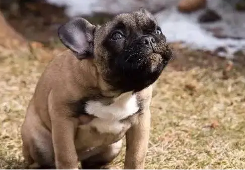 狗怎么判断是不是腹水？不清楚的看这里