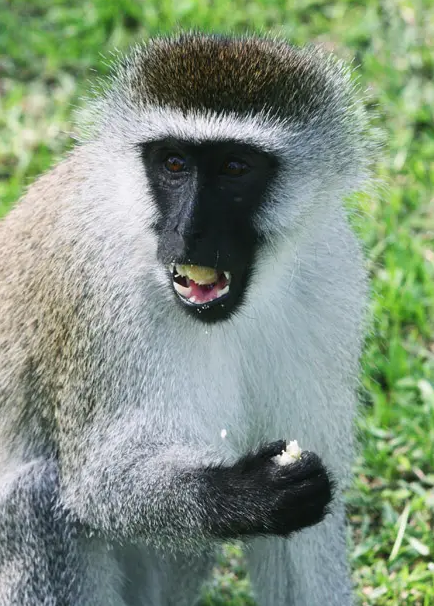 这是你从未了解过的领域——关于西非尖爪丛猴的前世今生