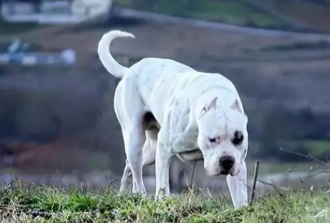 杜高犬从小就很凶吗，不懂的小伙伴快来瞄一眼