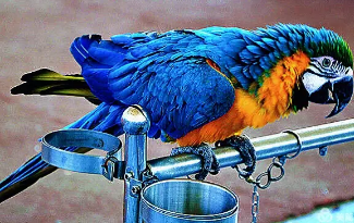 想了解蓝喉金刚鹦鹉的特点？来这看看！