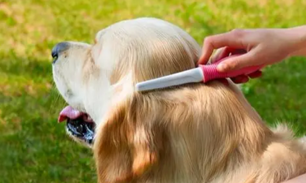 image.png金毛多久驱虫一次，体内驱虫和体外驱虫的作用分别是什么？