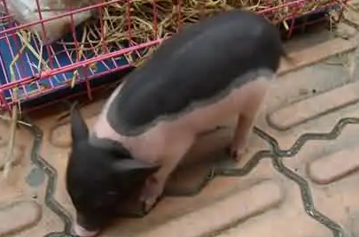 迷你香猪咬人吗？主人可以来看看