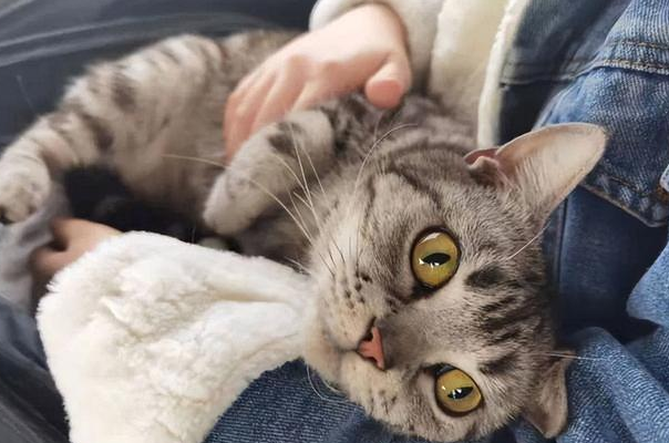 怎么测试猫对你的信任，试试这几个办法