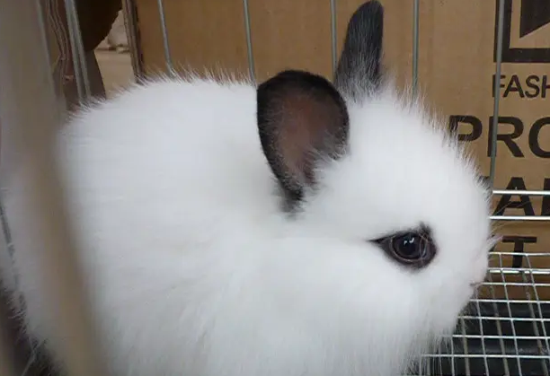 西施凤眼兔臭不臭？本文告诉你