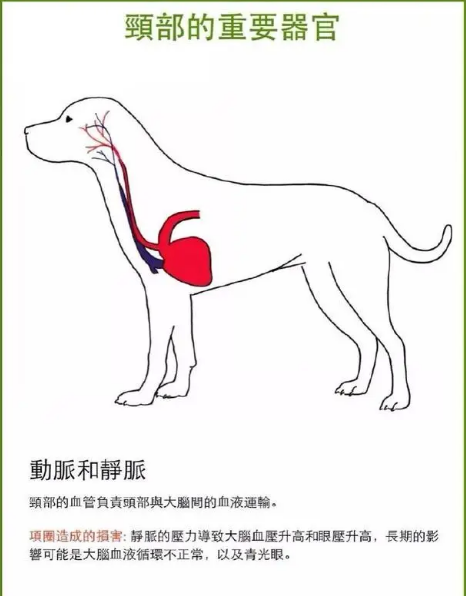 科普｜为什么更建议宠物用胸背带而不用项圈？