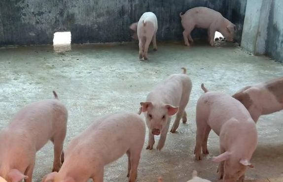 猪会不会得新冠？猪肉还能吃吗？一文告诉你