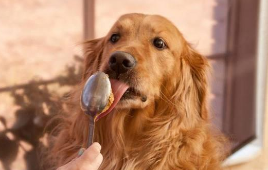 狗狗吃什么可以降火?速速来get 狗狗吃什么可以降火?速速来get