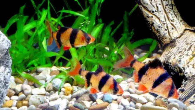 想要把观赏鱼饲养好，给鱼缸增氧很重要，这几个方法需要了解一下