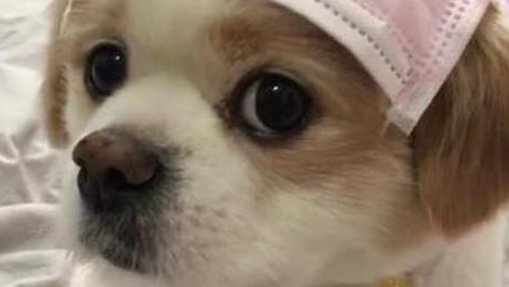 幼犬应该吃什么感冒药