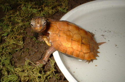 一文带你了解，地龟可以长多大