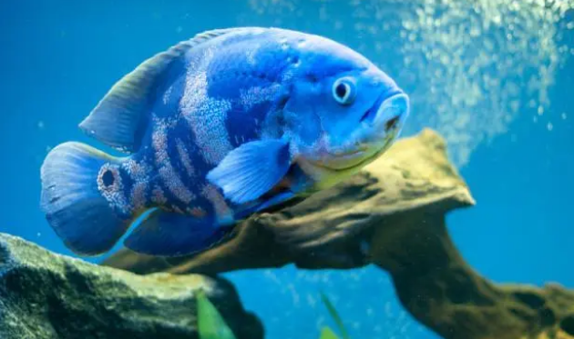 养鱼必备增氧气泵，怎么正确选择和使用？这6点你要注意