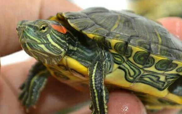 巴西红耳龟有毒吗？不清楚的小伙伴看过来吧