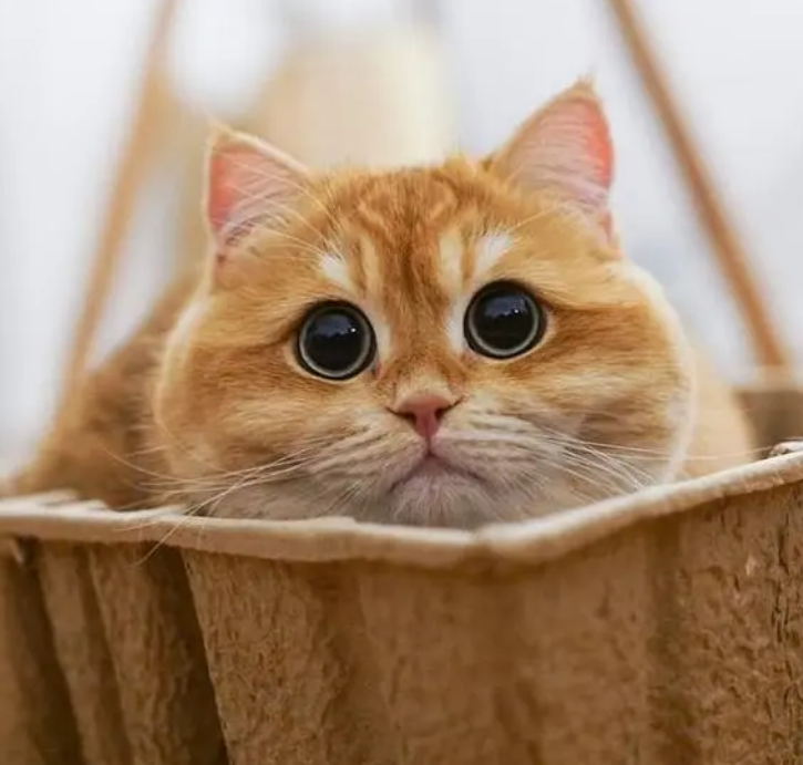 猫咪益生菌的正确吃法?益生菌的作用是什么? 猫咪益生菌的正确吃法?益生菌的作用是什么?