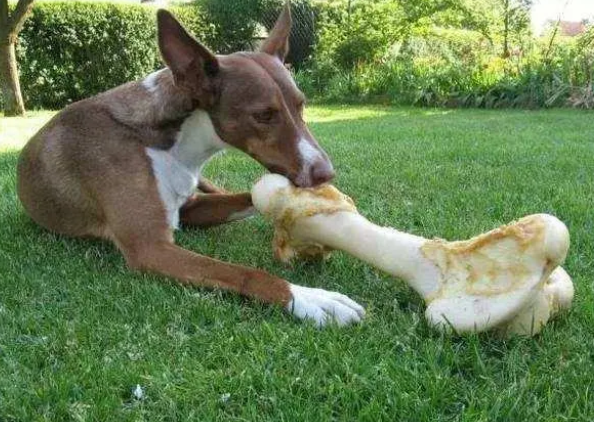 这些都是狗狗缺钙的表现，选择狗狗钙片要注意什么？