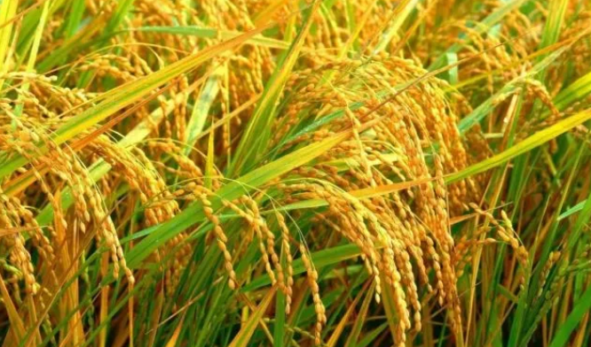 养鸟必知！各种鸟粮的特点以及观赏鸟的喜好