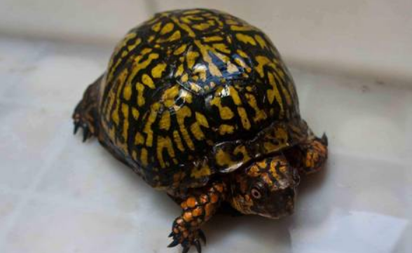 北部锦箱龟好养吗？方法很重要