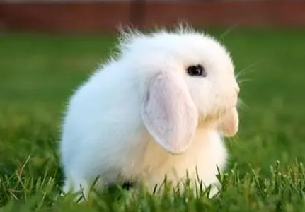 纯种荷兰垂耳兔多少钱？想养的来看看吧