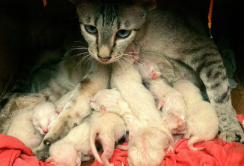 怎么判断猫是不是羊水破了？新手进来学