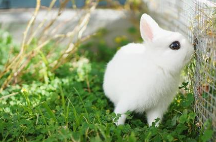 波兰兔怎么饲养？快来学习一下