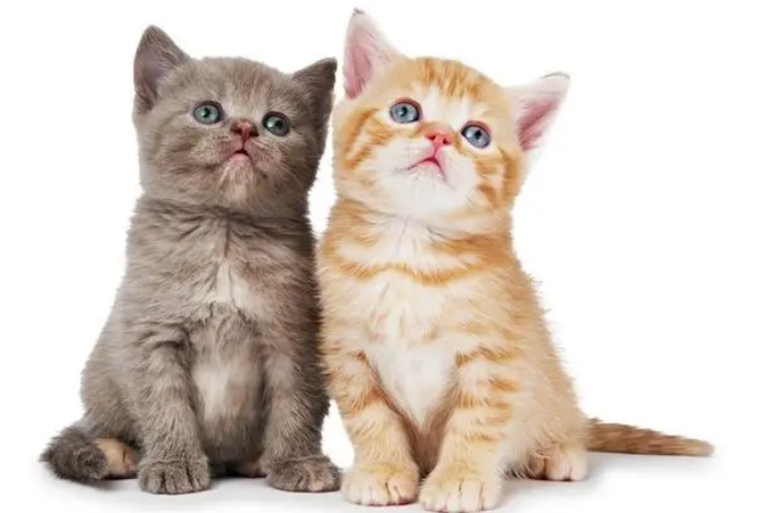 铲屎官课堂丨原来需要花这些时间小猫才能学会走路呀