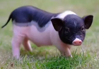 你们知道，小香猪能吃肉吗？