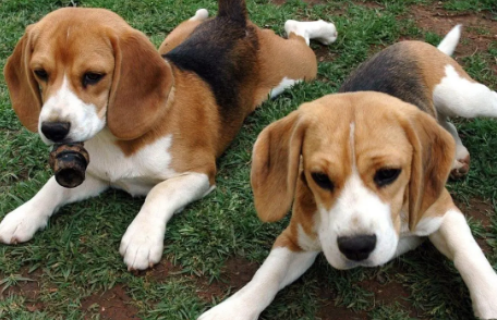 养狗需知：狗怕什么气味一闻就跑？