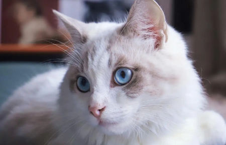 宠物猫会抓老鼠吗？答案令人意外！