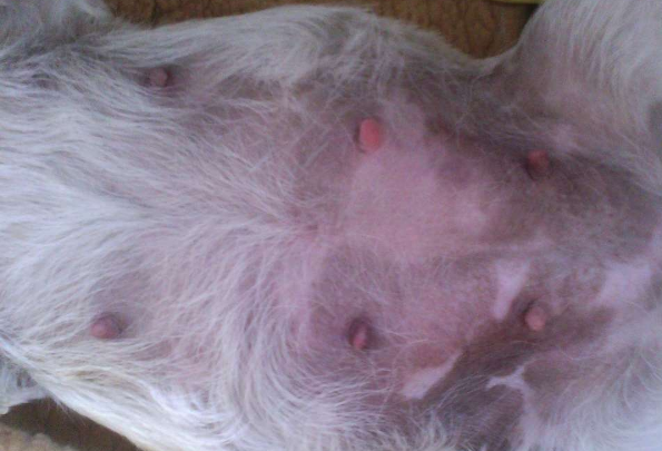 狗为什么突然能挤出奶？需要关注一下