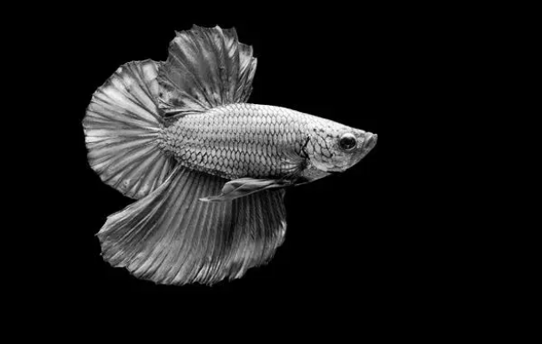 鱼缸增氧误区？你真的懂了吗？