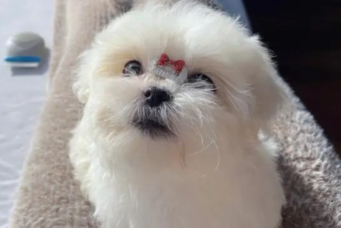 养马尔济斯犬费钱吗?想养的看过来 养马尔济斯犬费钱吗?想养的看过来