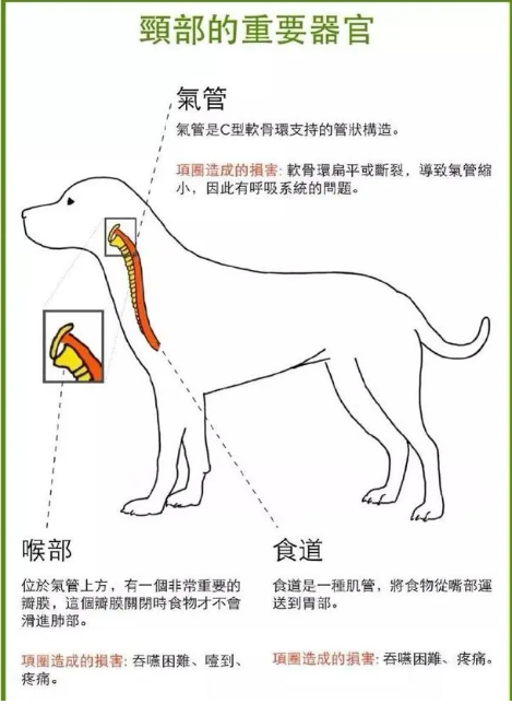 科普｜为什么更建议宠物用胸背带而不用项圈？