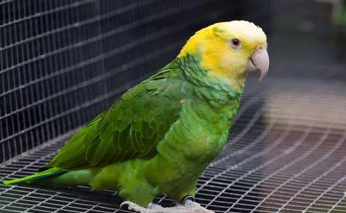双黄头亚马逊鹦鹉怎样饲养？来了解下吧