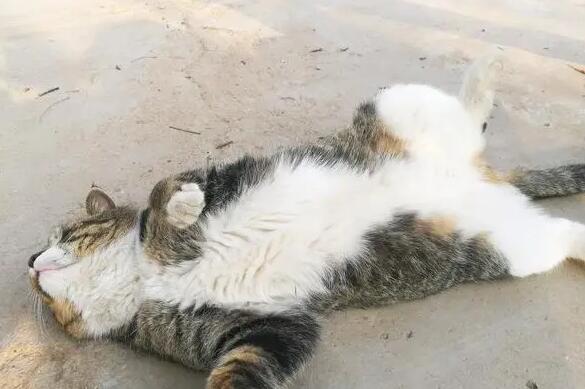 猫一直打滚是什么原因?说了你别不信 猫一直打滚是什么原因?说了你别不信