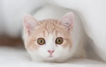 猫咪胡子被剪掉一半怎么办？这篇文章给你答案！