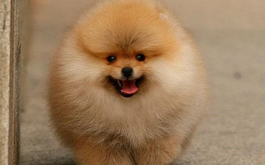 博美犬几个月大尾巴才会开花？感兴趣的来了解一下！