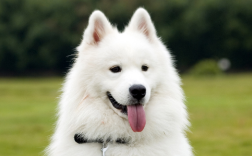 铲屎官带你了解神犬小七小雪是什么狗？