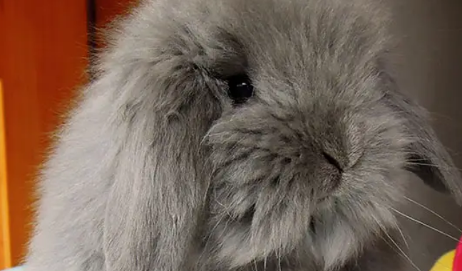 垂耳兔怎么养才漂亮？一文教会你