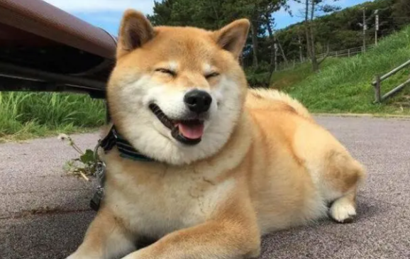 豆柴犬和柴犬有何区别呢？看完你就明白了