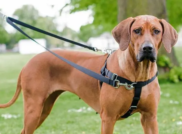 胸背带比项圈安全，最好按狗的情况买，不然只会更伤狗！