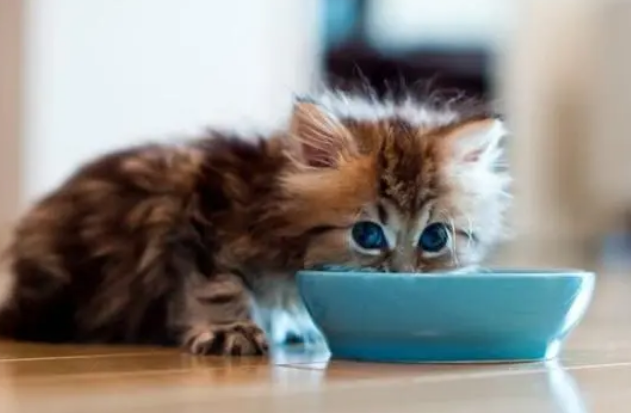 小奶猫在不同年龄阶段该如何养护?断奶后该怎么换粮? 小奶猫在不同年龄阶段该如何养护?断奶后该怎么换粮?