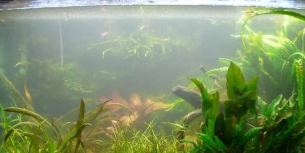 家里鱼缸水质浑浊往这看，别给鱼缸换水，这有一种简单处理方法