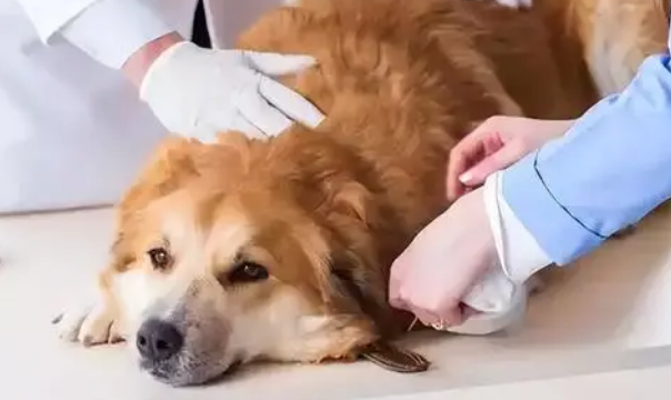 狗狗体内驱虫1-3个月一次,到底能不能驱虫?看完就知道了 狗狗体内驱虫1-3个月一次,到底能不能驱虫?看完就知道了