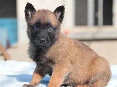 小马犬认你做主人的表现，这篇文章给你答案！