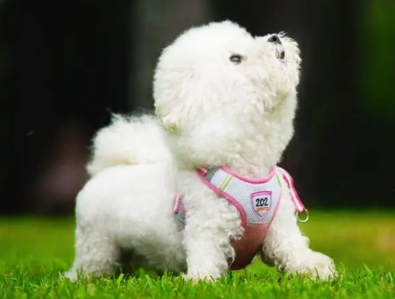 比熊优缺点介绍，看这里